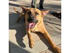 Adopt Leela* a White German Shepherd Dog / Mixed dog in El Paso, TX (40688465)