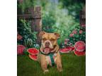 Adopt Chevelle a Boxer / American Pit Bull Terrier dog in Denver, CO (40531541)