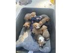 Adopt Puppies a Gray/Silver/Salt & Pepper - with White American Pit Bull Terrier