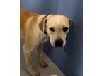 Adopt Bruiser a Brown/Chocolate Border Terrier / Mixed dog in El Paso