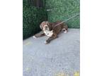 Adopt Alicia Silverstone a Brown/Chocolate Border Terrier / Mixed dog in El