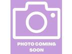 Adopt 55371233 a Gray/Blue/Silver/Salt & Pepper Australian Cattle Dog / Mixed
