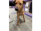 Adopt 55266699 a Red/Golden/Orange/Chestnut Golden Retriever / Shepherd (Unknown