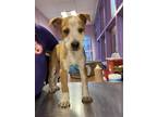 Adopt 55149887 a Brown/Chocolate Australian Cattle Dog / Mixed dog in El Paso