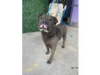 Adopt Mulan* a Black Shar Pei / Terrier (Unknown Type, Medium) / Mixed dog in El