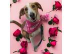 Adopt Patsy a Tricolor (Tan/Brown & Black & White) Beagle / Whippet / Mixed dog