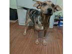 Adopt Trinity a Merle Catahoula Leopard Dog / Labrador Retriever / Mixed dog in