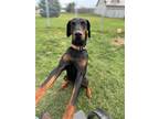 Adopt Bradley a Black - with Brown, Red, Golden, Orange or Chestnut Doberman