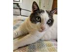 Adopt Patches a White (Mostly) Domestic Shorthair (short coat) cat in