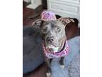 Adopt Lexi a Gray/Blue/Silver/Salt & Pepper American Staffordshire Terrier /
