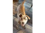 Adopt Ember (PENDING) a Gray/Blue/Silver/Salt & Pepper Mixed Breed (Medium) /