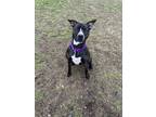 Adopt Buckwheat a Black - with White American Staffordshire Terrier / Mixed dog
