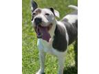 Adopt Izzy a American Staffordshire Terrier / Mixed dog in Hartford City