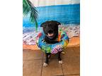 Adopt Chuck a American Pit Bull Terrier / Mixed dog in Marion, OH (40345767)