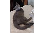 Adopt Georgie a Domestic Longhair / Mixed (short coat) cat in Lagrange