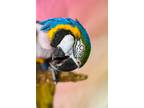 Adopt Baxter a Macaw bird in Elizabeth, CO (31835178)