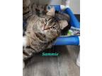 Adopt Sammie a Domestic Shorthair / Mixed (short coat) cat in Cedar Rapids