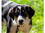 Adopt Zula a Tricolor (Tan/Brown & Black & White) Chow Chow / Mixed dog in Waco