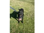 Adopt Extrella a Black Australian Terrier / Mixed dog in Oceanside