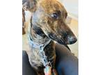 Adopt Murphy a Brindle Dutch Shepherd / Mixed dog in Waco, TX (40655926)