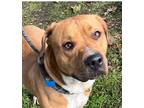 Adopt Jambalaya a Red/Golden/Orange/Chestnut - with White Pit Bull Terrier /