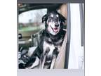 Adopt Kallie a Black - with Tan, Yellow or Fawn German Shepherd Dog / Mutt /