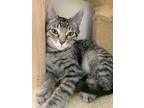 Adopt Moscato23 a Brown Tabby Domestic Shorthair (short coat) cat in Milwaukee
