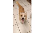 Adopt Oswego a Tan/Yellow/Fawn - with White Miniature Schnauzer / Mixed dog in