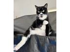 Adopt Tang a Black & White or Tuxedo American Shorthair (short coat) cat in