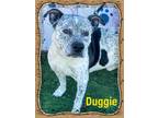 Adopt Duggie a White - with Black Australian Cattle Dog / Mixed dog in Bowie