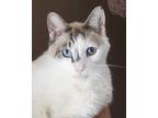 Adopt Handsome a Cream or Ivory (Mostly) Siamese (short coat) cat in Los