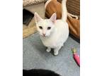 Adopt Blue a White (Mostly) Turkish Angora (short coat) cat in Eureka