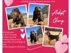 Adopt Glory a Tricolor (Tan/Brown & Black & White) Bloodhound / Mixed dog in