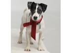 Adopt Goose in Baton Rouge a White - with Black Jack Russell Terrier / Mixed dog