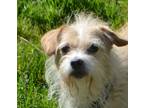 Adopt Furgus a Tan/Yellow/Fawn - with White Norfolk Terrier / Jack Russell