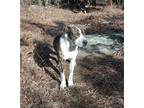 Adopt Poppy a Brindle - with White Plott Hound / Mixed dog in Portland