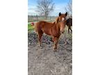 Adopt lil bit a Chestnut/Sorrel Quarterhorse horse in Baton Rouge, LA (40814937)
