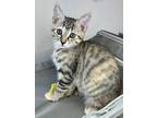 Adopt Sarah a Brown Tabby Domestic Shorthair (short coat) cat in Newbury Park