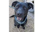 Adopt Duke Elliot a Black - with White Labrador Retriever / American Pit Bull