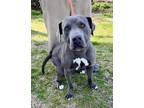 Adopt Jazer a Labrador Retriever / Pit Bull Terrier dog in Jackson
