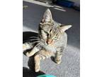 Adopt Nolan a Brown Tabby Domestic Shorthair (short coat) cat in Eureka