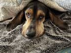 Adopt Gus a Tricolor (Tan/Brown & Black & White) Treeing Walker Coonhound /