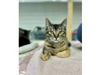 Adopt Storm a Brown Tabby Domestic Shorthair (short coat) cat in Quincy