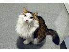 Adopt Henry a Brown Tabby Domestic Mediumhair (medium coat) cat in Lincoln