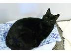 Adopt Freddy a Black (Mostly) Domestic Shorthair (short coat) cat in Lincoln