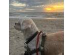 Adopt Rocky a White Shih Tzu / Mixed dog in Spring Lake, NC (40814440)