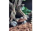Adopt Stubbs a Lizard reptile, amphibian, and/or fish in Kalamazoo