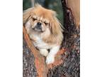 Adopt Princess a Red/Golden/Orange/Chestnut - with White Pekingese / Mixed dog