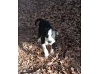 Adopt Maddie a Black - with White Border Collie / Pit Bull Terrier / Mixed dog