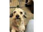 Adopt Ruckus a White Schnauzer (Miniature) / Mixed dog in El Paso, TX (40712206)